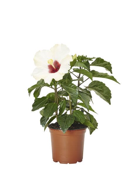 Hibiscus plantagen