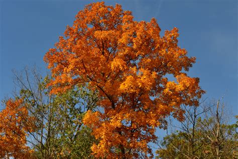 Hickories - Identification: The shagbark hickory can be identified by its smoky-gray bark that peels away in long, curling plates. A member of the walnut family, hickories produce small nuts edible by humans and animals. Leaves are compound, made of five leaflets – three large ones on the end of a stem, with two smaller ones below it. Preferences: Full ... 