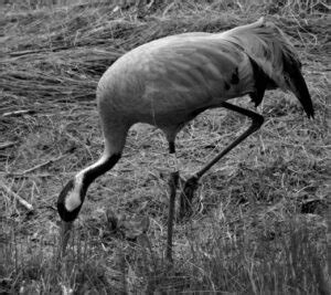 Hidden iranian women nude pic. .  ...