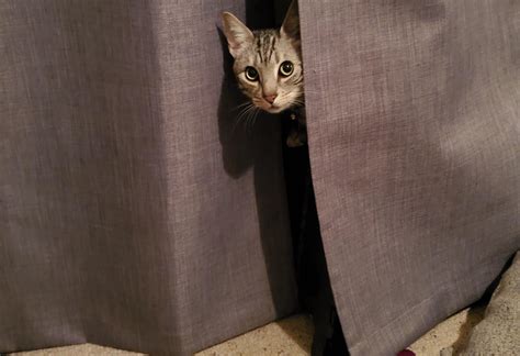 Cats are crafty little critters, and they can cram themselves into the tiniest of tiny spaces. A photograph of one wily feline winning a game of hide and seek went viral this week on Twitter . On ...