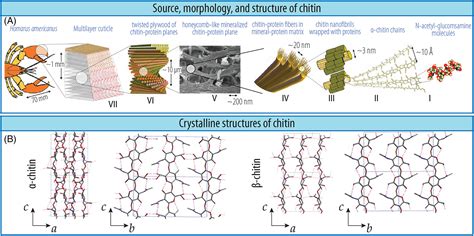 Hierarchical biopolymer‐based materials and composites