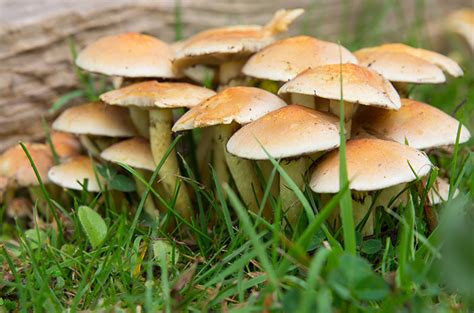 Hifa Halı ve Koltuk Yıkama