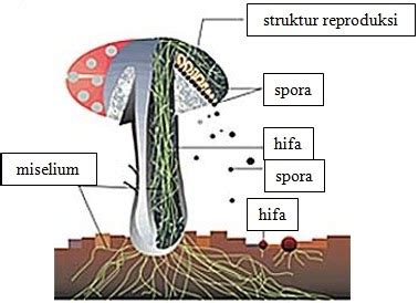 Hifa Jamur (Fungi)