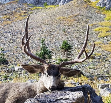 High Country Mule Deer - The R&K Hunting Company