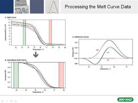 High Resolution Melt Analysis Tutorial - YouTube