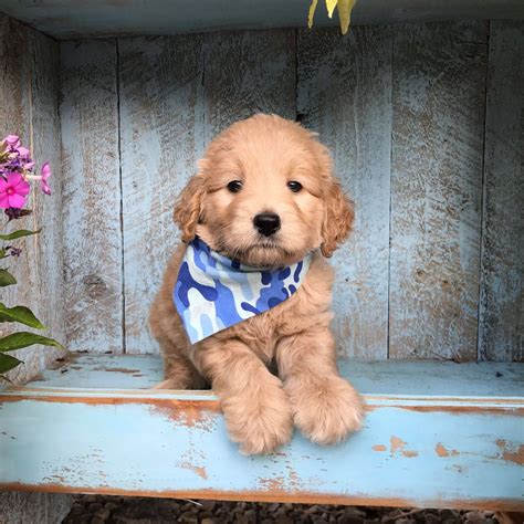 High country mini goldendoodles. .  <a href=https://koukouma.greenlyfes.com/tgu...