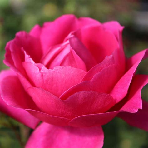 High country roses. Things To Know About High country roses. 