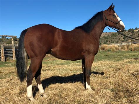 High desert quarter horses. Sometimes we just have to sit back and enjoy what we do every day as ranchers. We have all our stud bunches consolidated and our broodmare band is... 