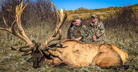 High fence elk hunts. .  ...