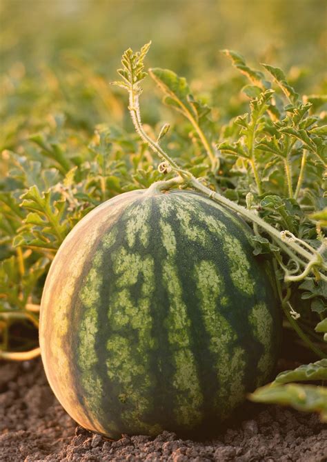 High plant density and irrigation increase watermelon yield …