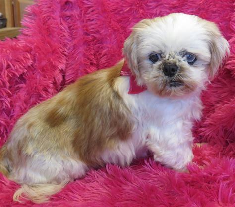 HIGH POINT SHIH TZU. QUALITY PETS FOR QUALITY HOMES. Home; FREQUENT QUESTIONS; COMMON ISSUES; MY STUD MUFFINS; ... Hi, Tank is great, almost 10 pounds now, cuter than ever. He has had 2 haircuts and his colour is just STRIKING. ... For someone who has been breeding shih tzu puppies for sometime, you manage to make …. 