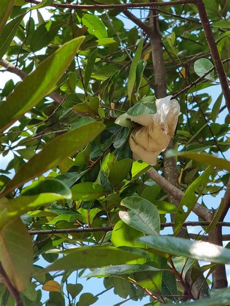 High rise littering at Buangkok Link, residents warned to walk with ...