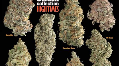 High times strain guide free download. - Holden vz clubsport factory workshop manual.