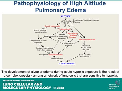 High-Altitude Pulmonary Edema - an overview - ScienceDirect