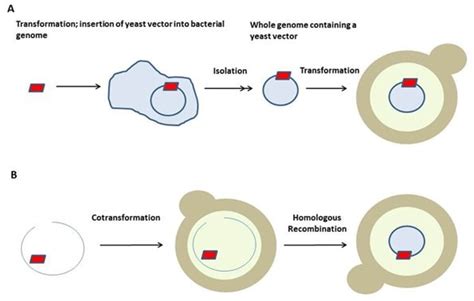 High-Efficiency Plasmid DNA Transformation in Yeast