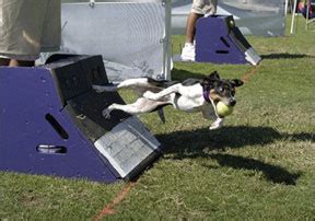 High-Energy Canine Competitions - Whole Dog Journal