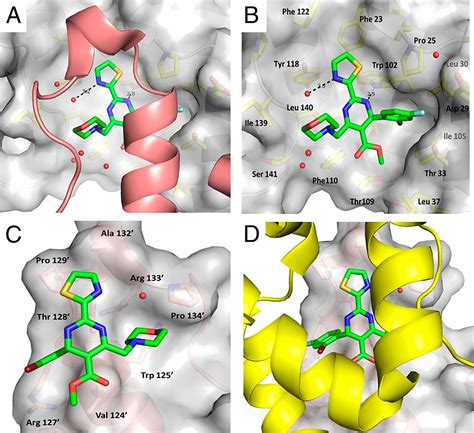 High-resolution crystal structure of a hepatitis B virus replication ...