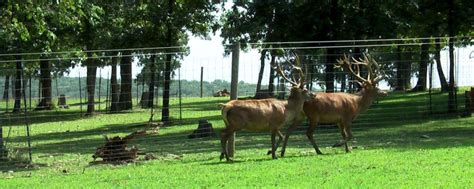 Highbourne DEER FARMS farm raised venison. No growth …