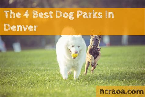 Highest rated dog parks in Denver metro area