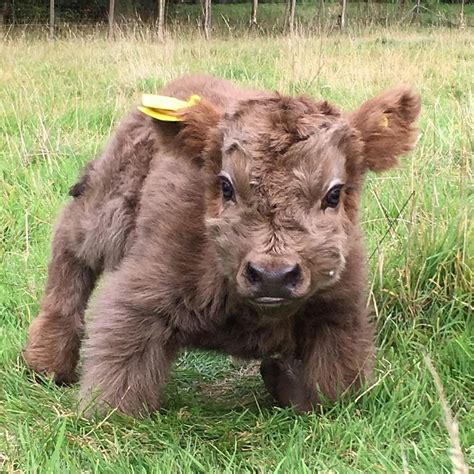 Highland Cattle Calf