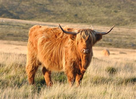 Highland Cattle Prices