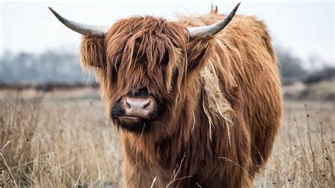 Highland Cow Videos, Download The BEST Free 4k Stock Video