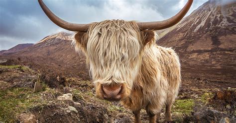 Highland Cows - 11 Facts About These Hairy Face Animals Rabbie