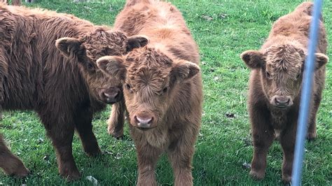 Highland cattle for sale - craigslist. Things To Know About Highland cattle for sale - craigslist. 