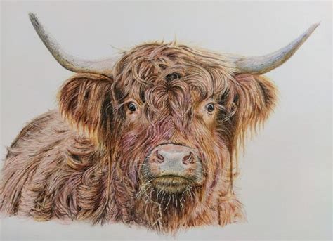 Highland cow sketch coloured pencil Highland cow art, Animal drawings