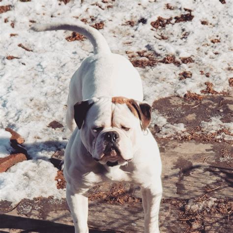 Highlands American Bulldogs - Reviews Facebook