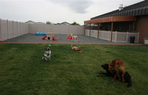 Highlands Ranch, CO Best Dog Daycare DogVacay