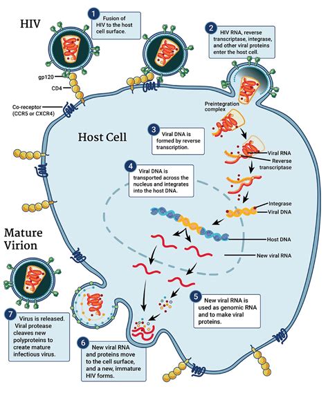 Highly Active Antiretroviral Therapy - an overview