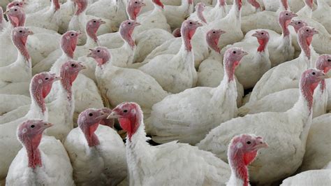 Highly pathogenic bird flu detected on South Carolina turkey …