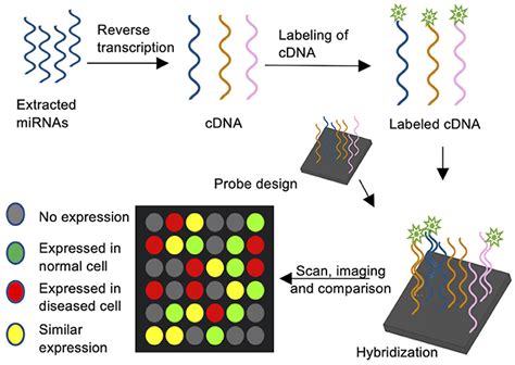 Highly sensitive multiplex detection of microRNA using light-up …