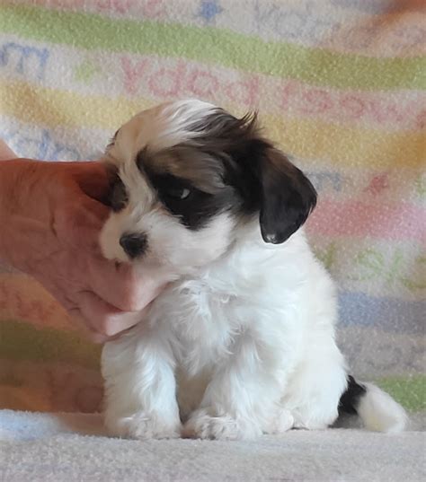 Find a Havanese puppy from reputable breeders near you in Chino Hills, CA. Screened for quality. Transportation to Chino Hills, CA available. Visit us now to find your dog.