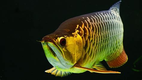 Hight Back Golden Arowana Super High Back Golden …