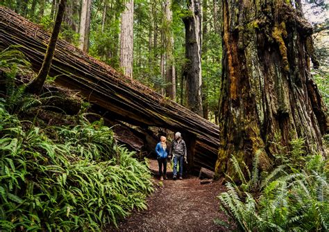 Read Hike The Parks Redwood National  State Parks Best Day Hikes Walks And Sights By John R Soares