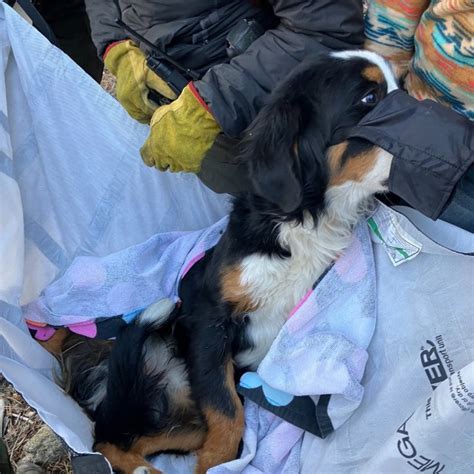 Hikers find missing Bernese mountain dog in Colorado mountains after nearly two months