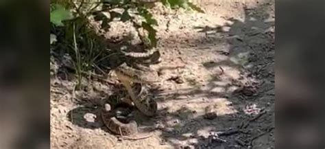 Hikers warn of danger after nearly stepping on rattlesnake