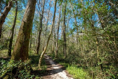 Hiking Friends of San Felasco Hammock Preserve State Park