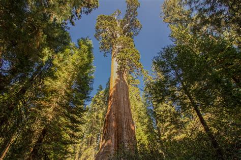 Hiking Trails near Grant Grove - Hiking Project