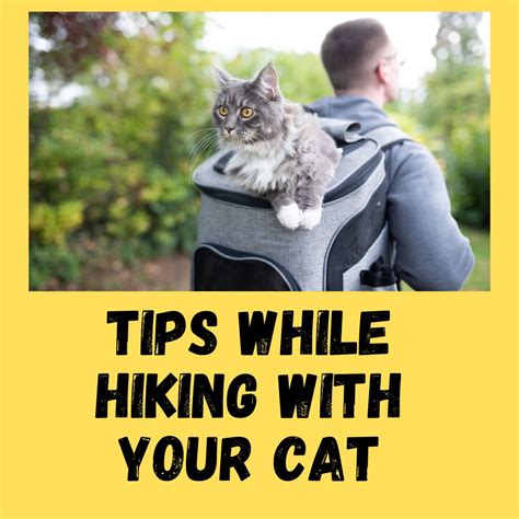 Hiking With Cats - How To Do It Safely & Enjoyably - Tuxedo Cat