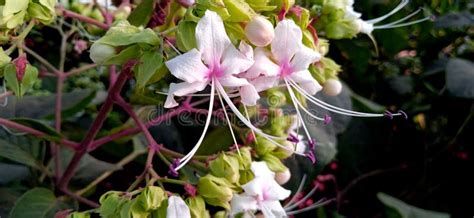 Hill Glory Bower 🌸💜 #shortvideo #flower - YouTube