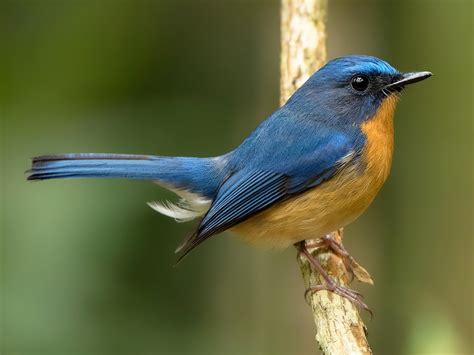 Hill blue flycatcher - Wikiwand