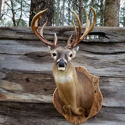 BoonHill Wildlife Taxidermy, Princeton, North Carolina. 1,259 likes · 504 were here. Boonhill Wildlife and Wild Game Processing is a full-time taxidermy shop and processing center. We offer a wide.... 