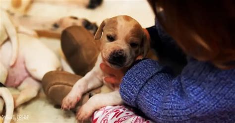Hillmeadow puppies.  Yes, that&rsquo;s our Whoodle! They can be standard W...