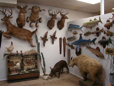 Hill & Sons Wildlife Studio, Federalsburg, Maryland. 1,010 li