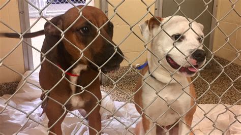 Hillsborough county animal shelter. D'Ann Lawrence White, Patch Staff. Posted Tue, Sep 27, 2022 at 11:23 pm ET. Hillsborough County has opened a new pet-friendly special-needs shelter at the Yuengling Center. (Pasco County ... 