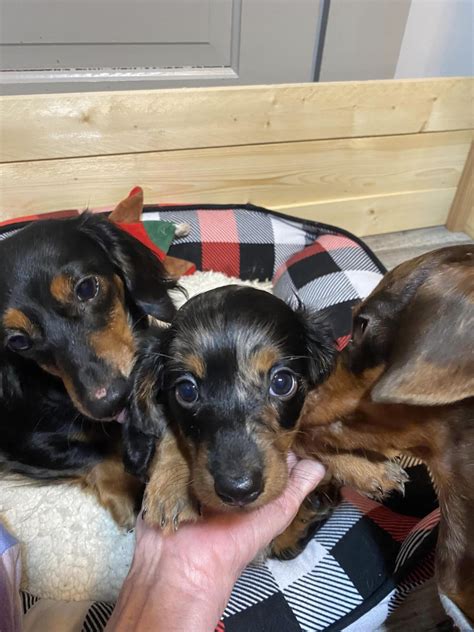 Dachshund puppies in Toledo, OH span multiple size