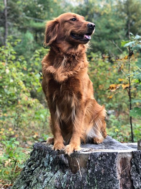 Hilltop golden retrievers. Things To Know About Hilltop golden retrievers. 